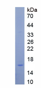 Figure 1. SDS-PAGE