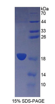 Figure 1. SDS-PAGE