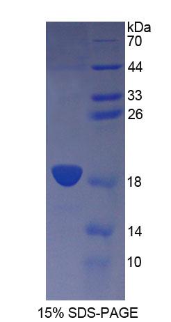 Figure 1. SDS-PAGE