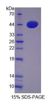 Figure 1. SDS-PAGE