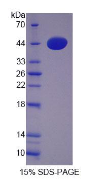 Figure 1. SDS-PAGE