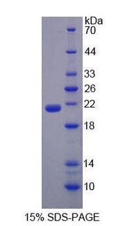 Figure 1. SDS-PAGE