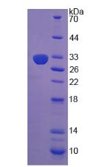 Figure 2. SDS-PAGE