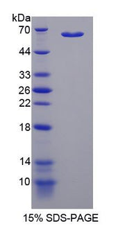 Figure 1. SDS-PAGE