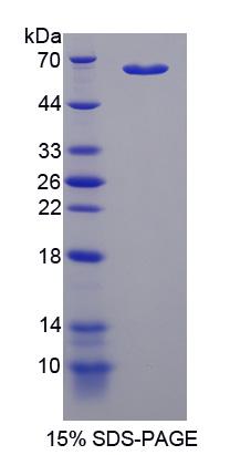Figure 1. SDS-PAGE