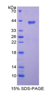 Figure 1. SDS-PAGE