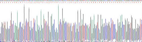 Recombinant Human Oncostatin M (OSM)