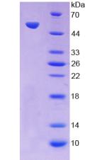 Figure 3. SDS-PAGE