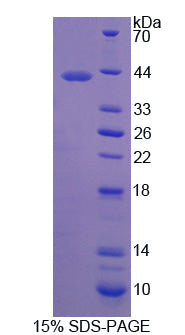 Figure 1. SDS-PAGE