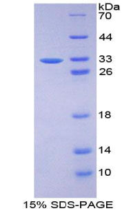 Figure 1. SDS-PAGE