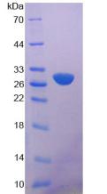Figure 2. SDS-PAGE