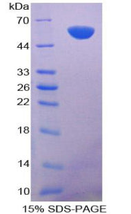 Figure 1. SDS-PAGE