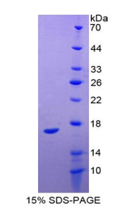 Figure 1. SDS-PAGE