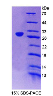 Figure 1. SDS-PAGE
