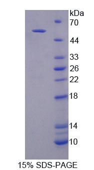 Figure 1. SDS-PAGE
