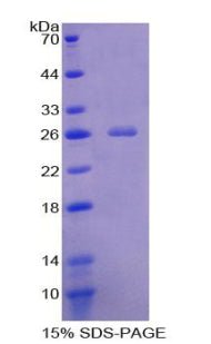 Figure 1. SDS-PAGE
