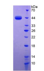 Figure 3. SDS-PAGE