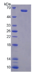 Figure 2. SDS-PAGE