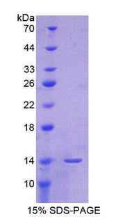 Figure 1. SDS-PAGE