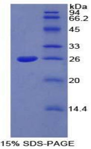 Figure 1. SDS-PAGE