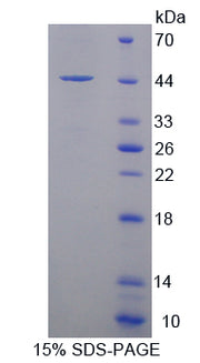 Figure 1. SDS-PAGE