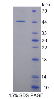 Figure 1. SDS-PAGE