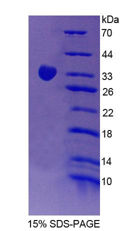 Figure 1. SDS-PAGE