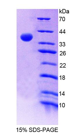 Figure 1. SDS-PAGE