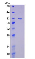 Figure 2. SDS-PAGE