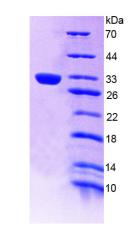 Figure 3. SDS-PAGE