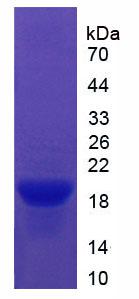 Figure 2. SDS-PAGE