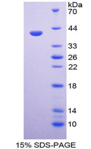 Figure 1. SDS-PAGE