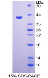Figure 1. SDS-PAGE