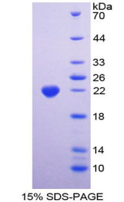 Figure 1. SDS-PAGE