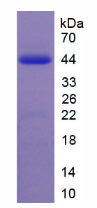 Figure 1. SDS-PAGE