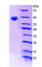 Figure 2. SDS-PAGE