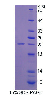 Figure 1. SDS-PAGE