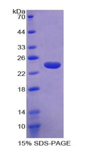 Figure 1. SDS-PAGE