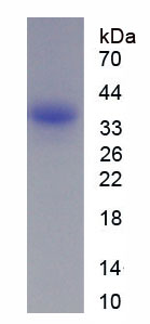 Figure 1. SDS-PAGE