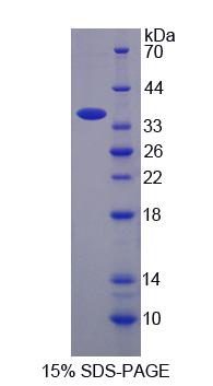 Figure 1. SDS-PAGE