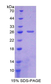 Figure 1. SDS-PAGE