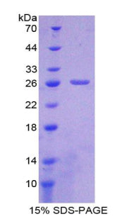 Figure 1. SDS-PAGE