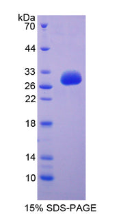 Figure 1. SDS-PAGE