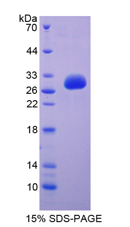 Figure 1. SDS-PAGE