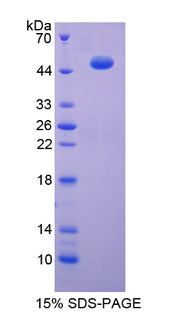 Figure 1. SDS-PAGE