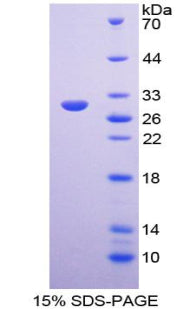 Figure 1. SDS-PAGE