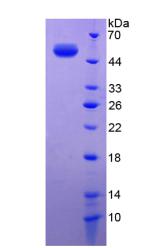 Figure 2. SDS-PAGE