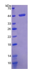 Figure 2. SDS-PAGE