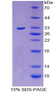 Figure 1. SDS-PAGE