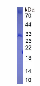 Figure 1. SDS-PAGE